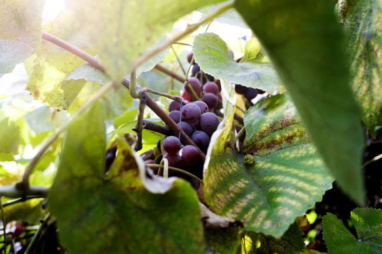 07_grapes_visitandstay_food_photography